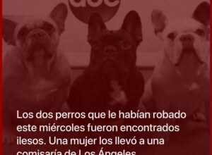 Lady Gaga recuperó a sus dos perros ilesos después del violento robo en Los Ángeles