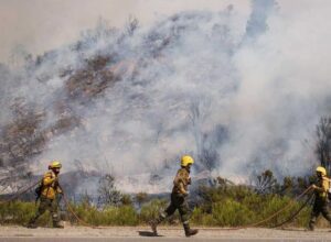 Incendios forestales en la Patagonia: el pedido de los músicos a las autoridades