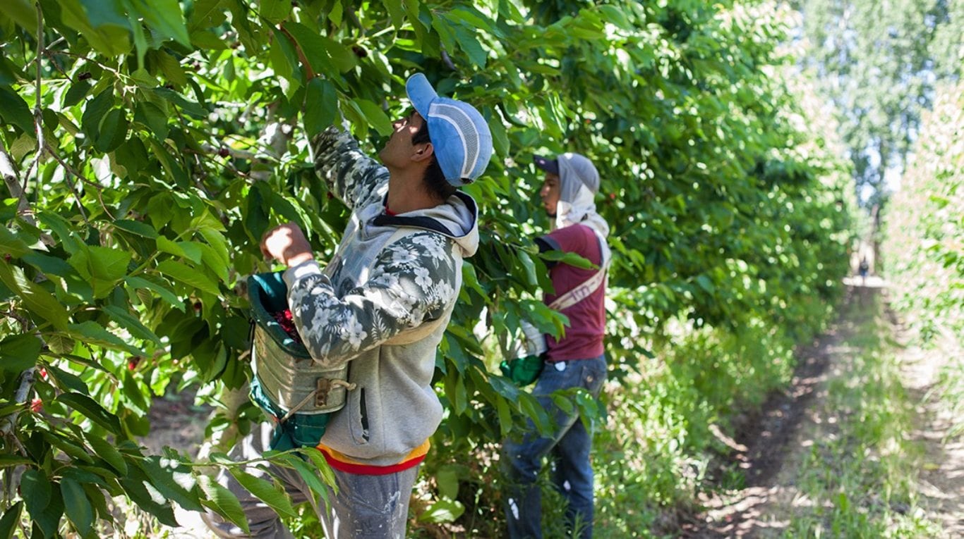 Actividades clave como la forestación, la citricultura y el arroz podrán utilizar el sello PLS para abrirse paso en mercados internacionales exigentes.(Foto: RENATRE).