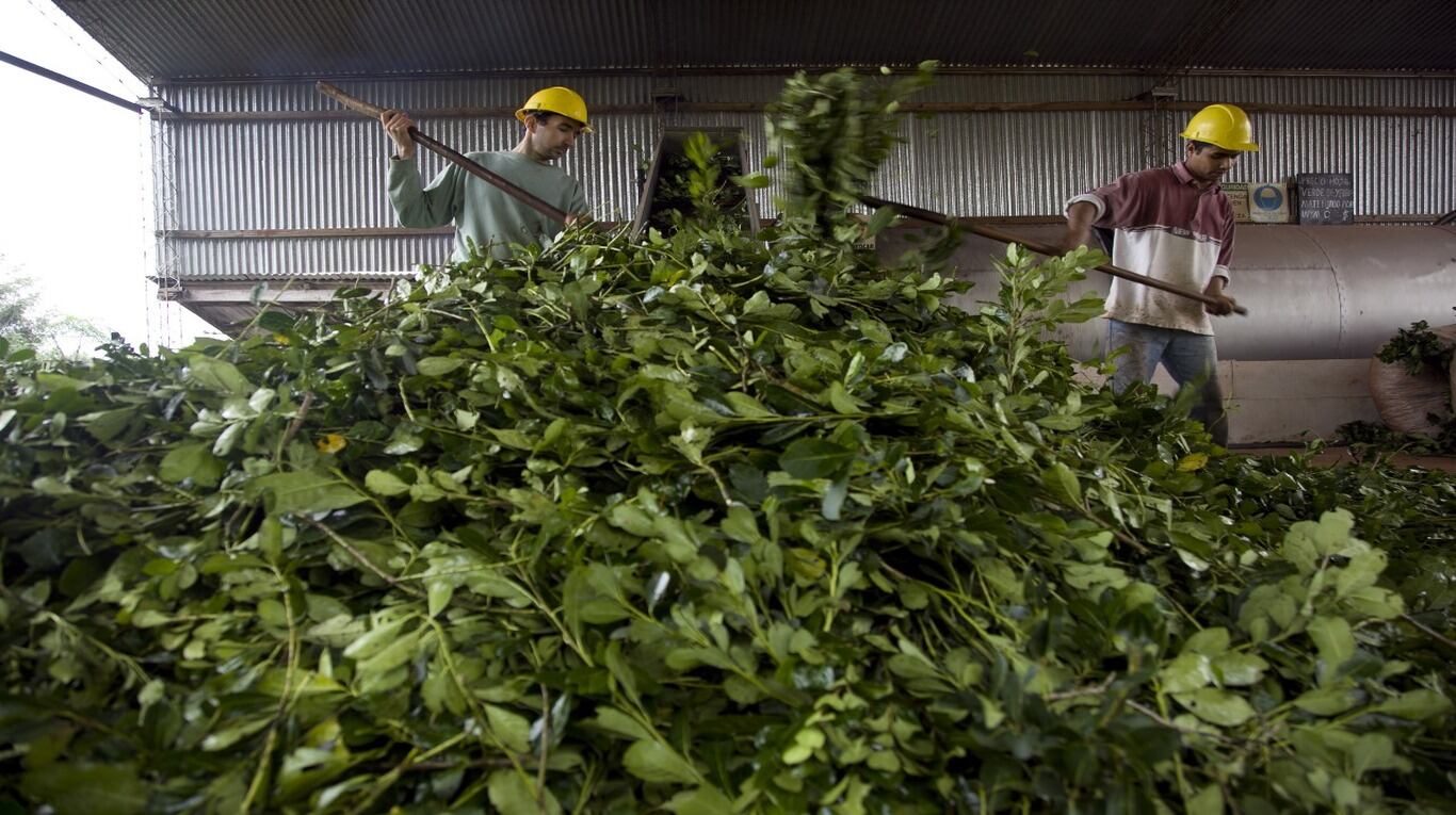 El film hecho con almidón de mandioca y yerba mate se degrada en apenas 5 semanas.