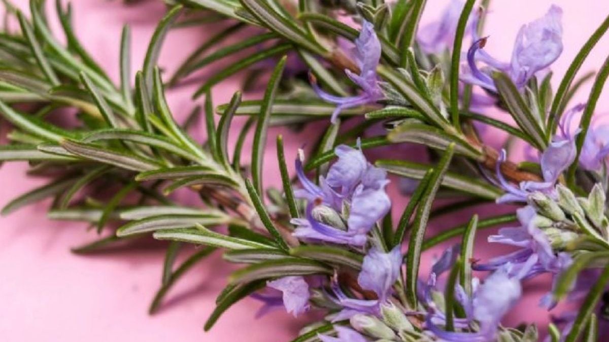 Los beneficios de dormir con una hojita de lavanda debajo de la almohada. (Foto: Adobe Stock)