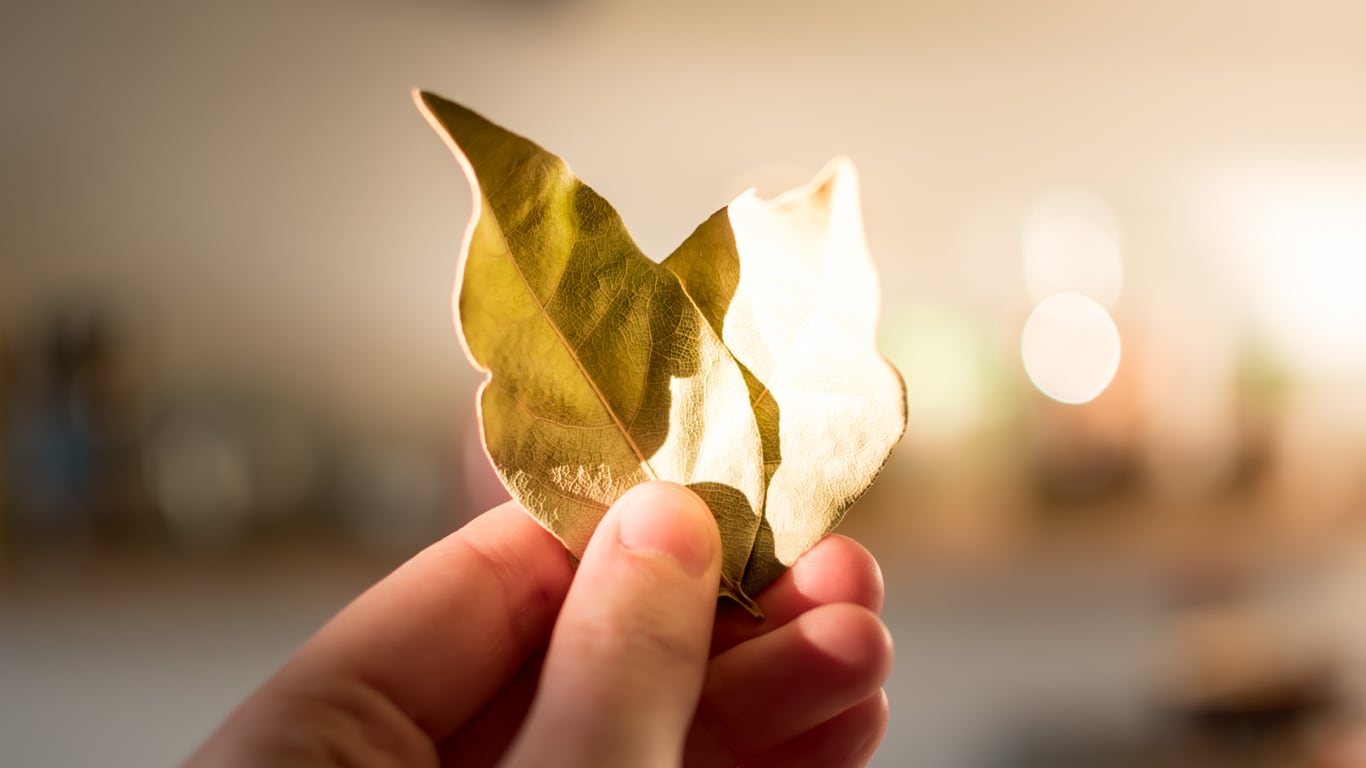 ¿Por qué se lleva una hoja de laurel en la billetera en estas prácticas?  (Foto: Adobe Stock)