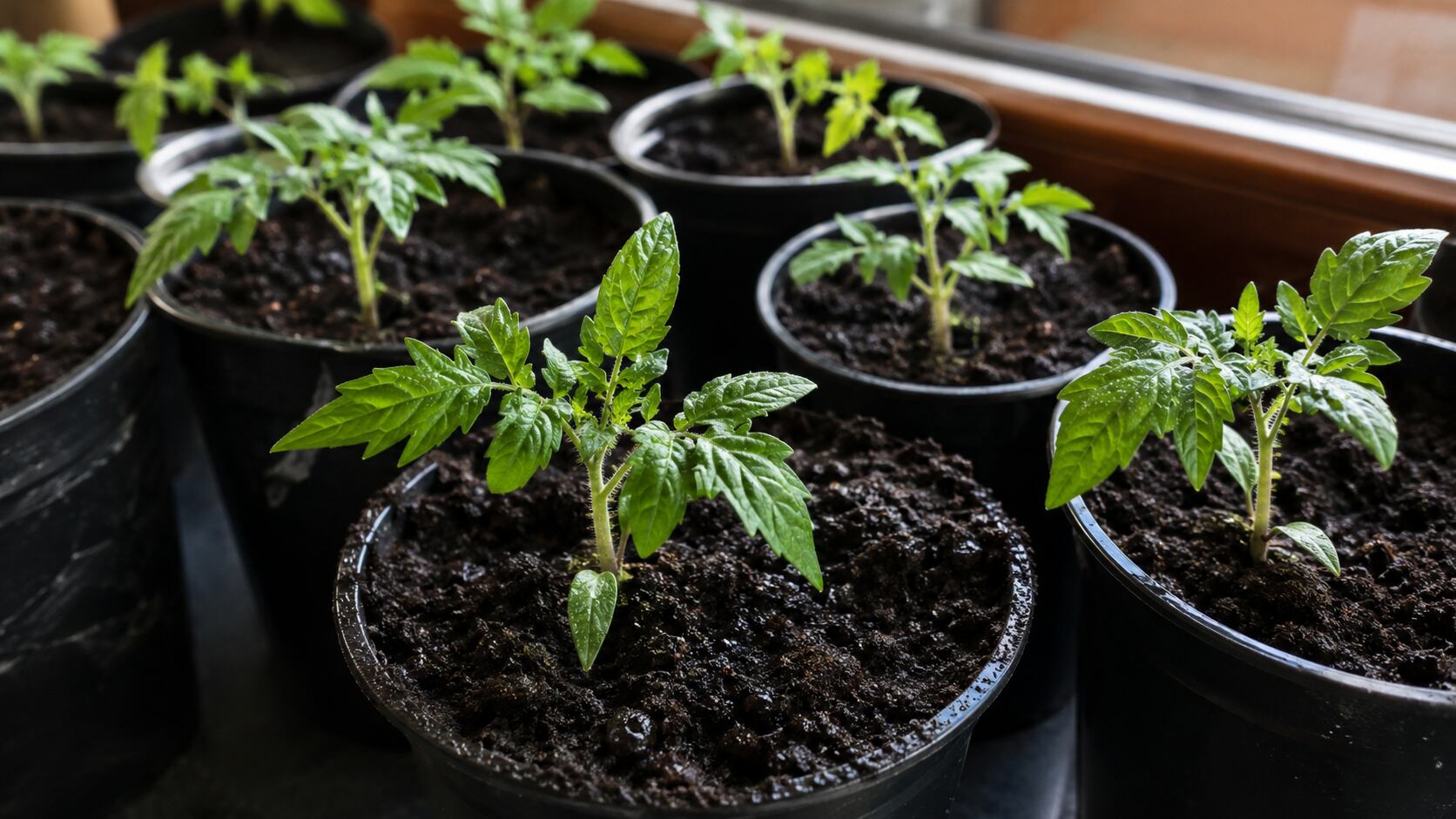 A los pocos días, comienzan a crecer plantines de tomates en las macetas. (Imagen ilustrativa generada con IA)