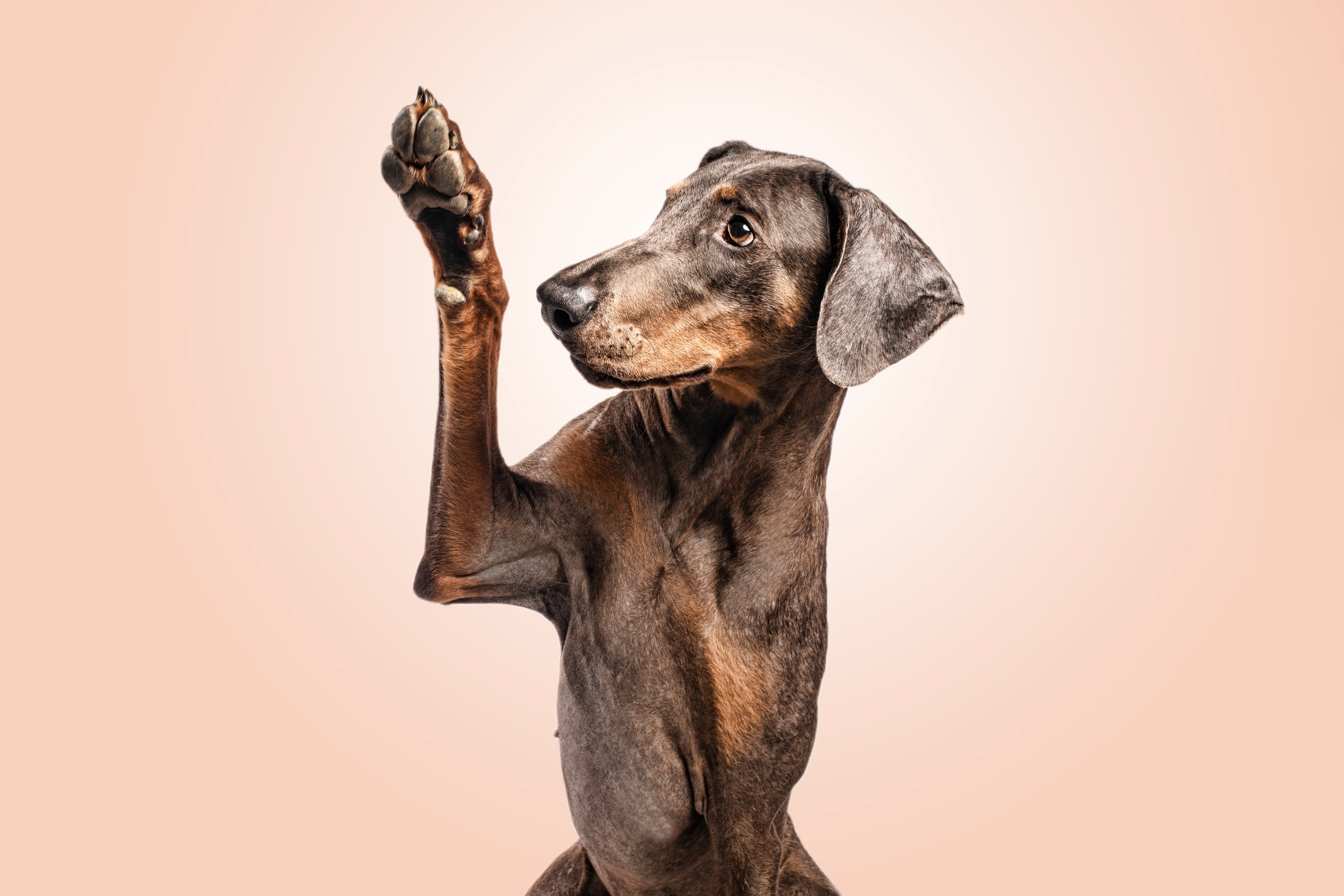 Por qué los perros ponen una pata encima de sus dueños. (Foto: Adobe Stock)