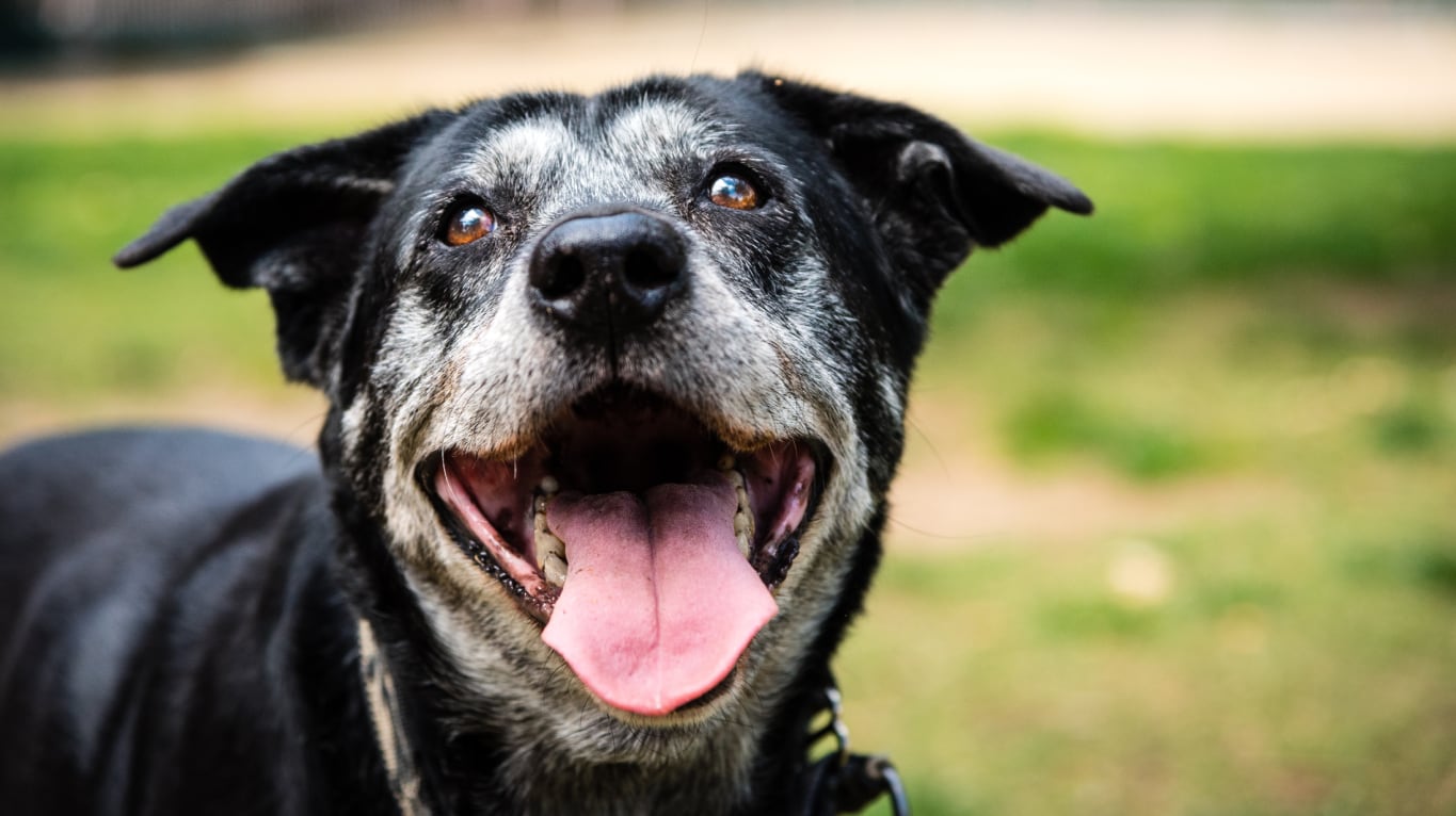 Cómo adaptar las actividades de un perro mayor. (Foto: Adobe Stock)