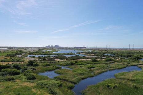 La reserva natural de Dungeness está ubicada en la costa de Kent, en el sudeste de Inglaterra. (Imagen RSPB)
