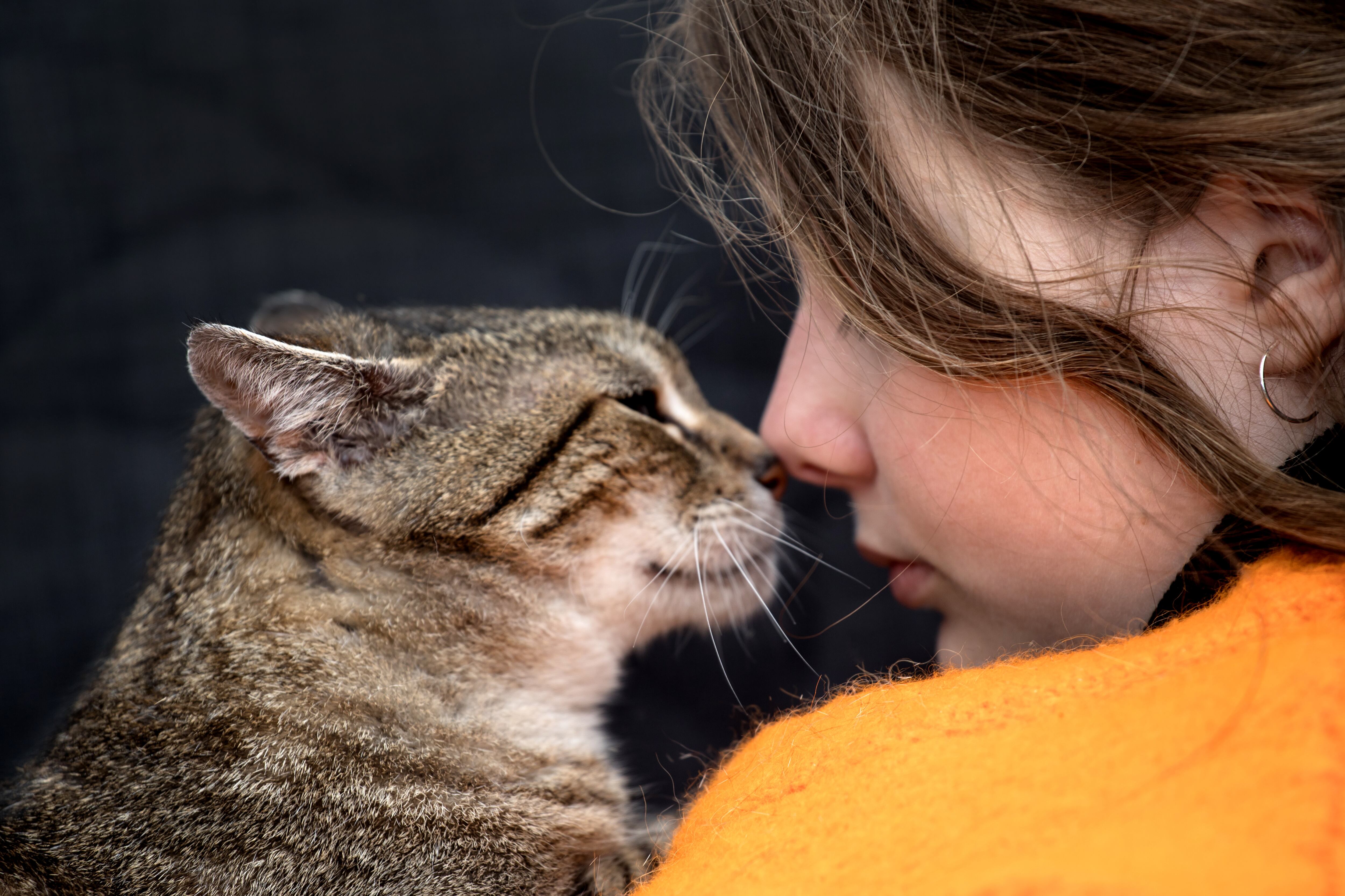 Qué hace que un gato cuando elije a su persona favorita. (Foto: Adobe Stock)